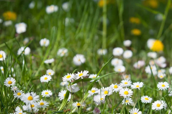 Bloemen van madeliefjes in een groene weide-achtergrond — Stockfoto