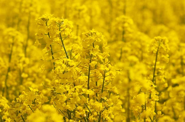 Blommor av våldtäkt på gul bakgrund — Stockfoto