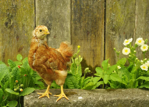 Rode kip kip buiten staande bij het hek — Stockfoto