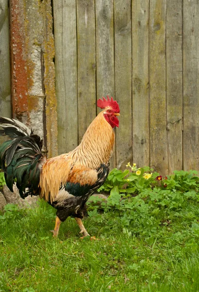 Red Rooster grzebień na tle ogrodzenia — Zdjęcie stockowe