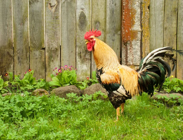 Rode haan kam tegen de achtergrond van het hek — Stockfoto