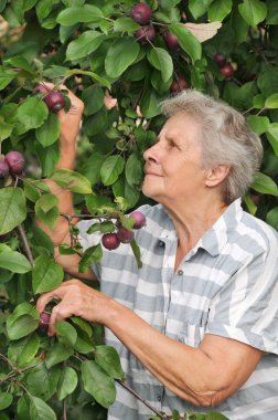 Eski ve mutlu kadın onun elma arıyor
