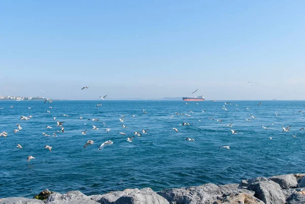 Ships and seagulls on Istanbul Bosphorus sea — Stock Photo, Image