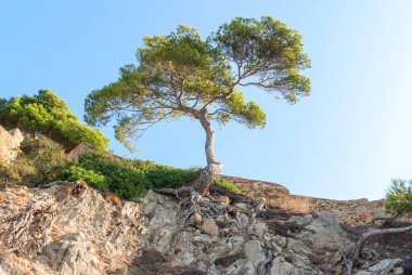 Ağaç kuru bitki ve Katalonya İspanya kökleri ile kaplı bir uçuruma