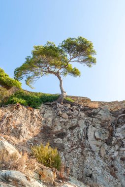 Tree over a cliff covered with dry plants and roots in Catalonia Spain clipart