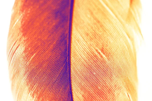 Full frame shot of a colored and textured feather — Stock Photo, Image