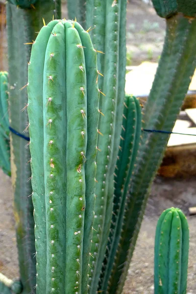 Зелений Кактус Педро — стокове фото