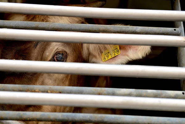 Cow Transport Truck Way Slaughterhouse Stock Image