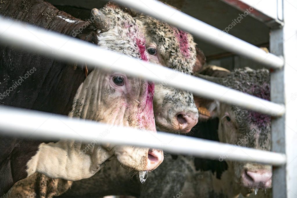 Cows in a transport truck, on the way to the slaughterhouse