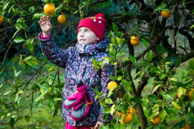 Kız bir kırmızı bere ve mandalina ağaçları yanında kareli ceket