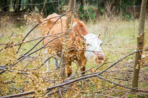 母牛和小牛在谷仓 — 图库照片