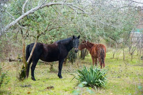 马和马驹在谷仓的领域 — 图库照片