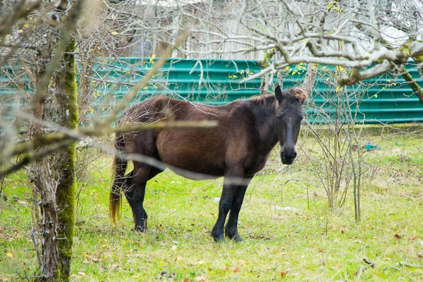 Häst Ett Gårdsuppfödda Fält — Stockfoto