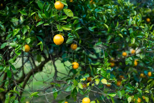 Jardín Mandarina Con Mandarinas Maduras Los Árboles —  Fotos de Stock