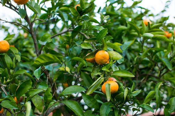 Jardim Tangerina Com Tangerinas Maduras Árvores — Fotografia de Stock