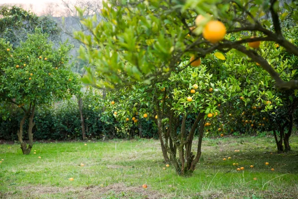 橘子园与成熟的橘子在树上 — 图库照片