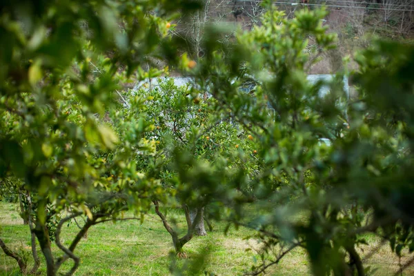 Puesta Sol Pueblo Montaña Jardín Mandarina — Foto de Stock