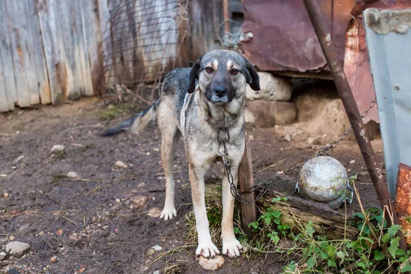 bir sığır avluya eski gri köpeği