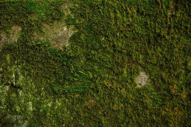 eski duvar yosun ve Ivy ile büyümüş,