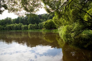 Ormanın içinde büyümüş gölet shore