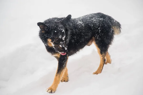 Dakloze Hond Staan Sneeuw — Stockfoto