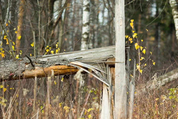 Broken Tree Field — Stock Photo, Image