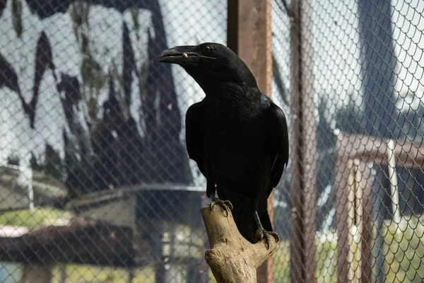 Corvo Selvagem Zoológico — Fotografia de Stock