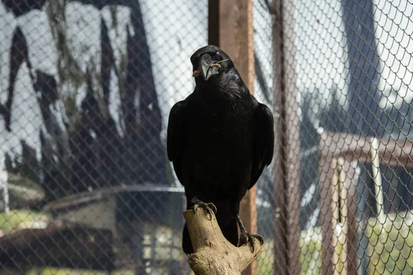 Cuervo Salvaje Zoológico — Foto de Stock