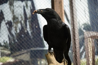 Hayvanat bahçesinde vahşi kuzgun