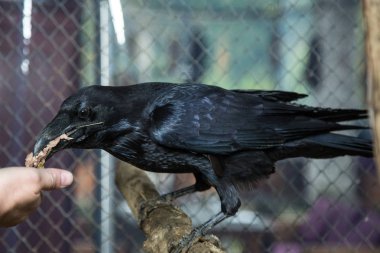 Hayvanat bahçesinde vahşi kuzgun