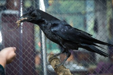 Hayvanat bahçesinde vahşi kuzgun