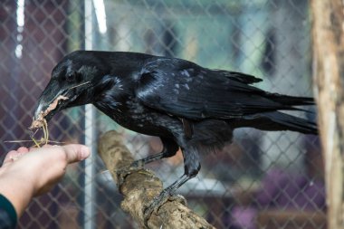 Hayvanat bahçesinde vahşi kuzgun