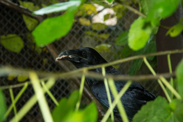 Wild Raven Zoo — Stock Photo, Image