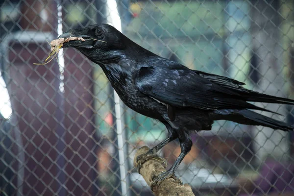 Corbeau Sauvage Dans Zoo — Photo