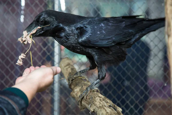 Corvo Selvagem Zoológico — Fotografia de Stock