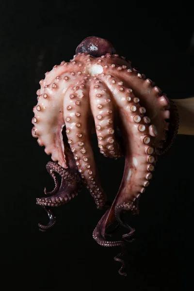 Meeresfrüchte Frischer Oktopus Den Händen Des Kochs lizenzfreie Stockfotos