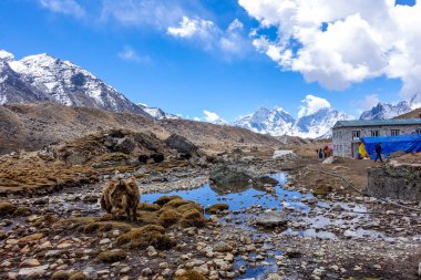 Lobuche, Nepal 04/16/2018: küçük köy ve Yak ile güzel bir arka plan olarak capped dağ kar 