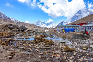 Lobuche, Nepal 04/16/2018: küçük köy ve Yak ile güzel bir arka plan olarak capped dağ kar 