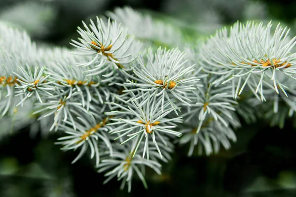 Blauwe boom-naalden — Stockfoto