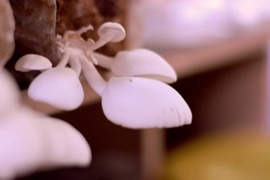 Tarlada yetişen istiridye mantarı görüntüsü