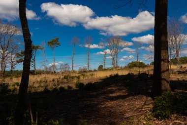 Güzel manzara. Alandaki genç ağaçlar ve bulutlu mavi gökyüzü
