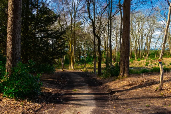 Birleşik Krallık Ağaçlar Arasındaki Orman Yolu — Stok fotoğraf