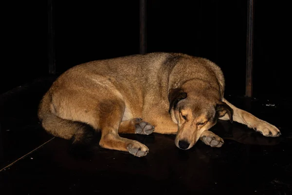Взрослый Светло Коричневый Пес Лежит Полу Ночью — стоковое фото