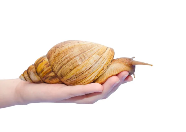 Caracol Africano Gigante Una Mano Humana Aislado Blanco — Foto de Stock