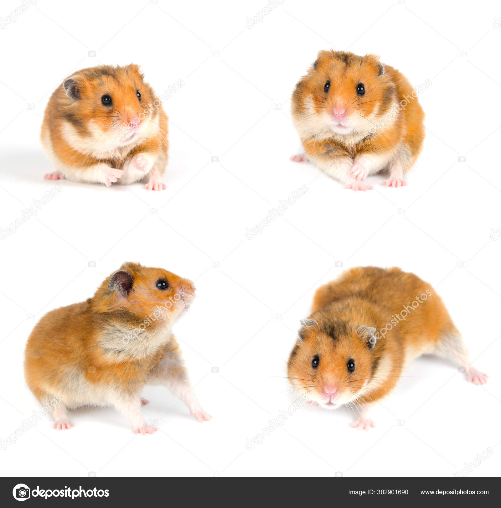 Hamsters Stock Photo by ©kurashova 302901690