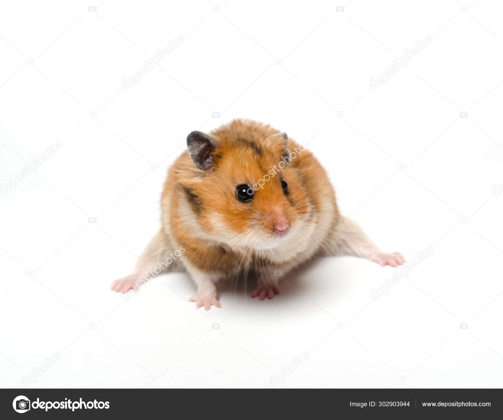 Cute funny Syrian hamster Stock Photo by ©kurashova 302903944