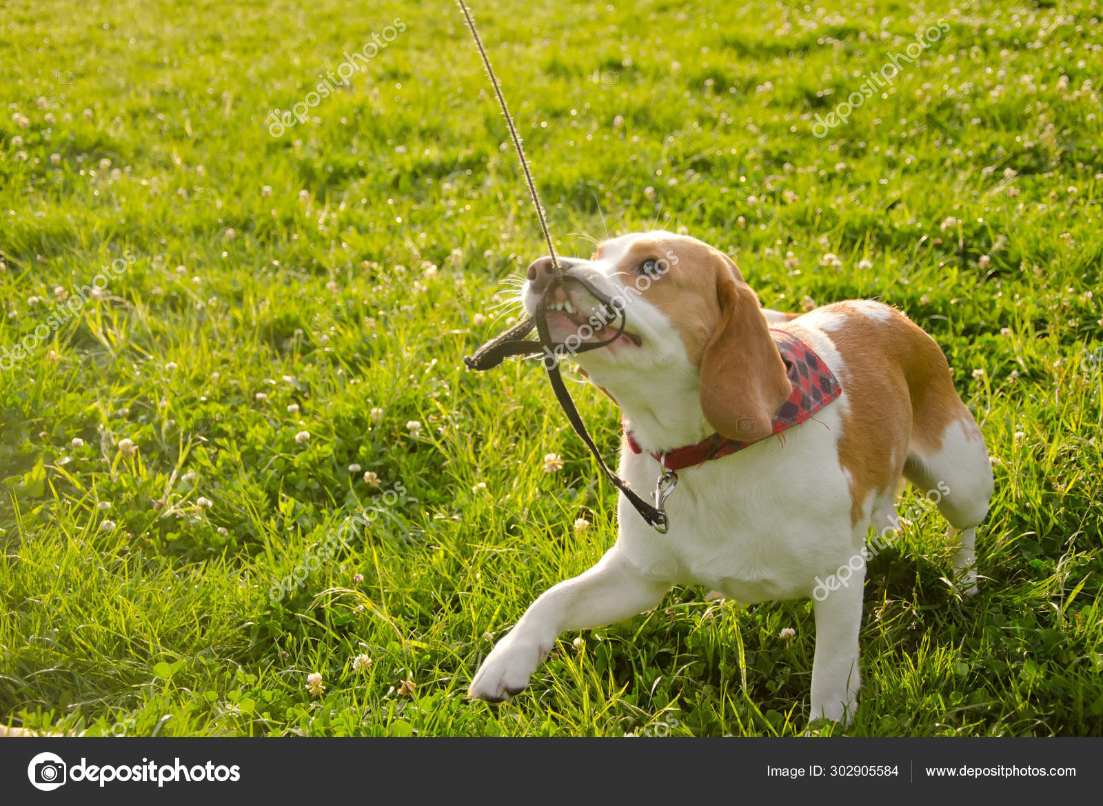 beagle pulling on leash