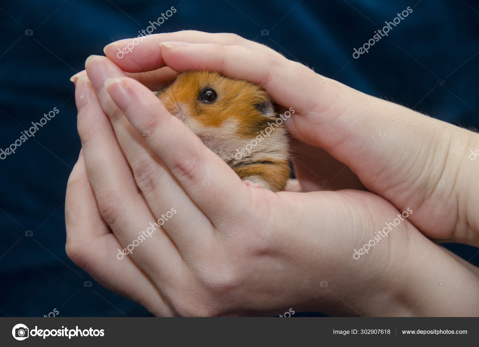 Stockfotos Hamster Bebe Bilder Stockfotografie Hamster Bebe Lizenzfreie Fotos Seite 2 Depositphotos