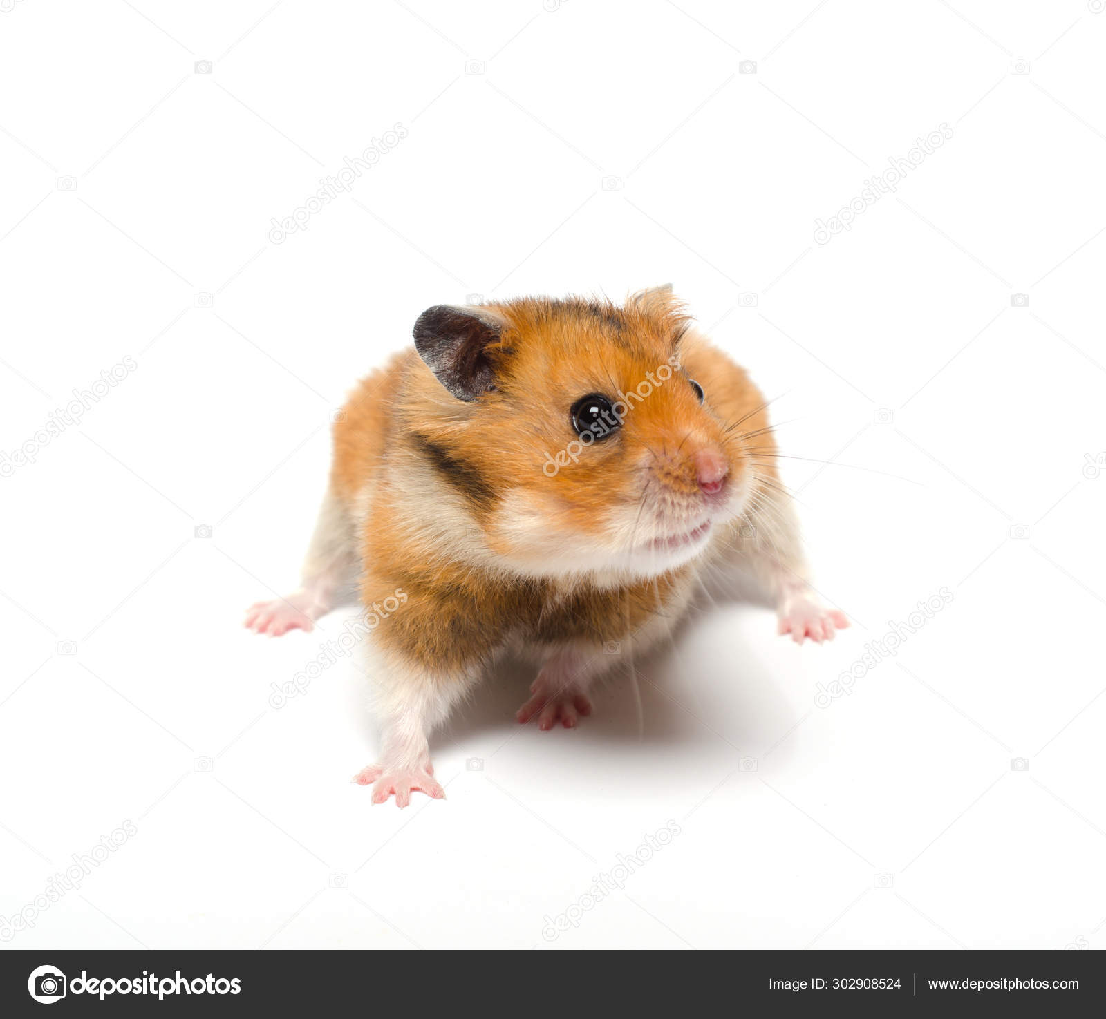 Stockfotos Hamster Bebe Bilder Stockfotografie Hamster Bebe Lizenzfreie Fotos Seite 2 Depositphotos