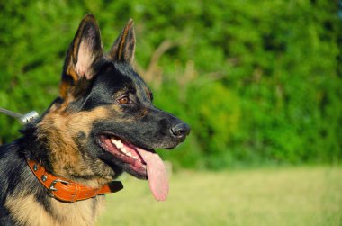 Alman çoban köpeği